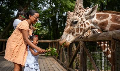 Giraffe feeding at the Memphis Zoo