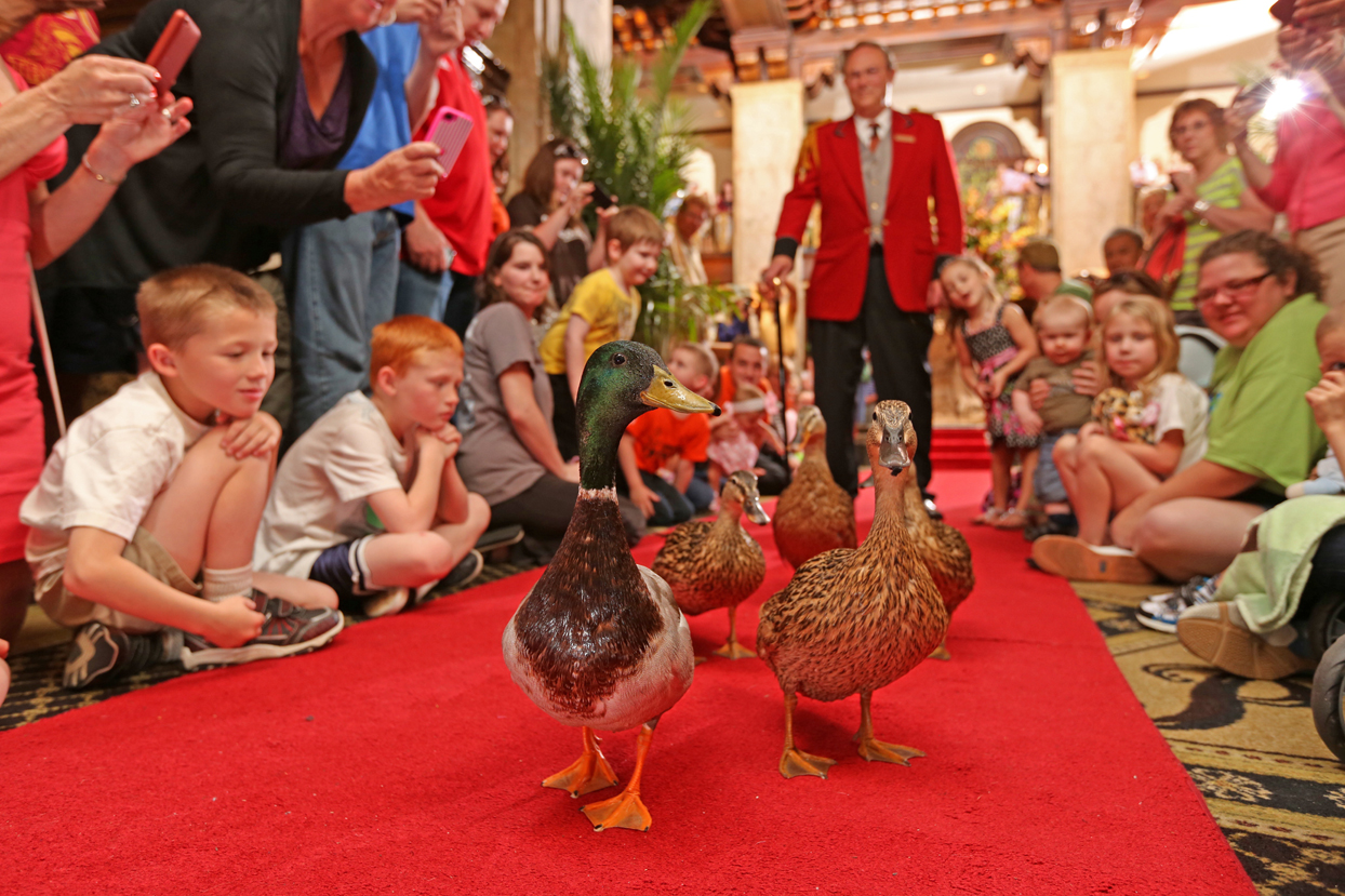 Peabody Duck March | The Peabody Memphis