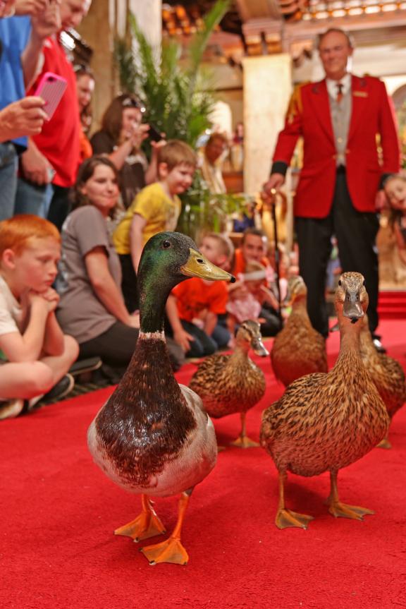 Peabody ducks march down the red carpet past crowds of guests inside the hotel lobby with the Duckmaster following behind.