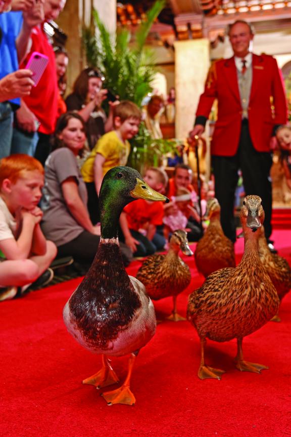 Peabody Duck March - Memphis