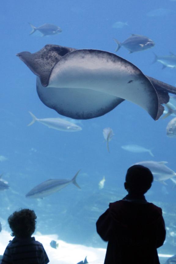 Stingrays at Memphis Zoo: iStock