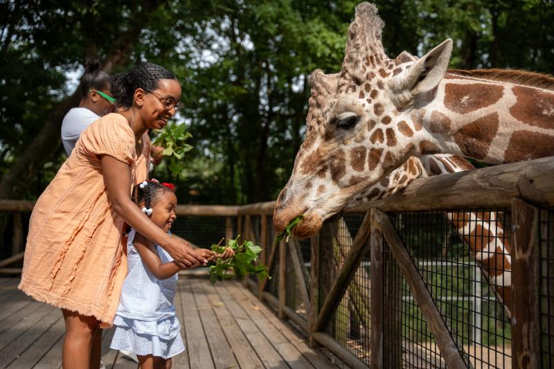 Giraffe feeding at the Memphis Zoo