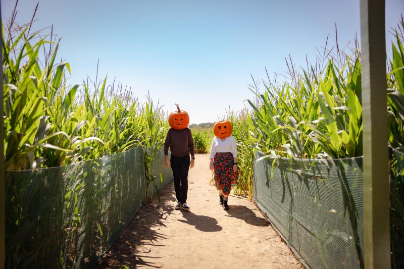 two people with pumpkin heads walk through corn maze