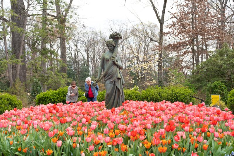 tulips surround statue at Dixon gallery and gardens