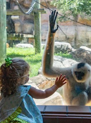 Zoo Monkey