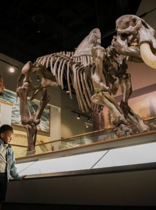 Family taking in fossil exhibits at Memphis Museum of Science & History.