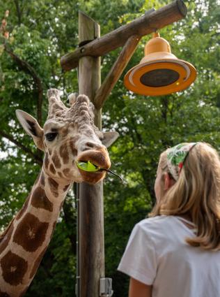 girl feeds giraffe at memphis zoo