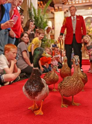 The iconic duck march at The Peabody Hotel.