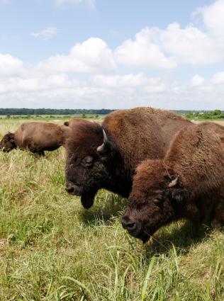 Buffalo