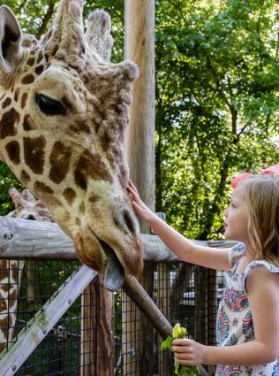 girl feeding giraffe at zoo