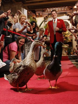 Duck March at The Peabody Hotel