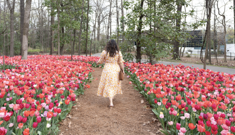 woman walks through tulips