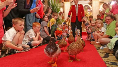 Peabody ducks march down the red carpet past crowds of guests inside the hotel lobby with the Duckmaster following behind.