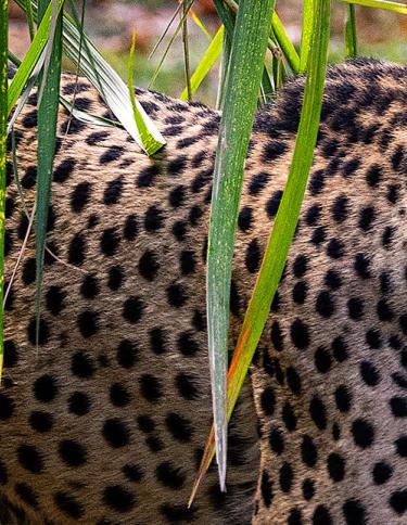 A cheetah in its habitat at Memphis Zoo