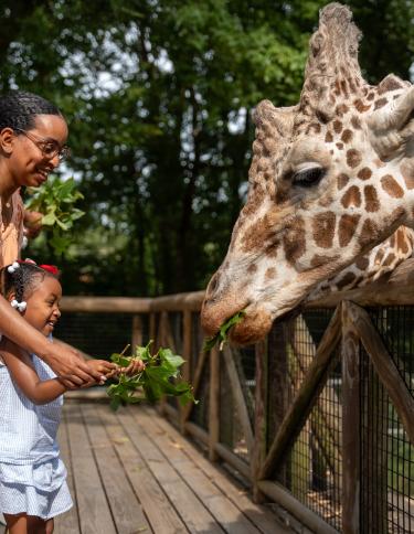 Giraffe feeding at the Memphis Zoo