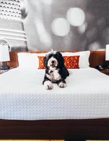 A dog sits on the center of the bed at Hotel Indigo