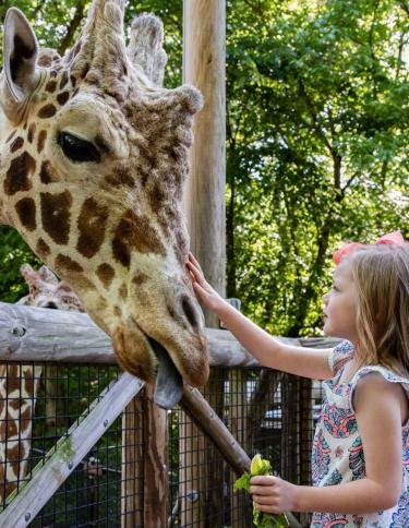 Giraffe Feeding at the Memphis Zoo