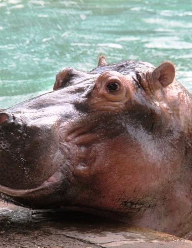 Hippo at the Memphis Zoo