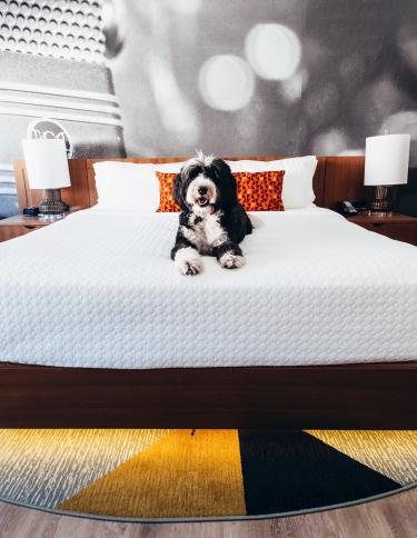 pet friendly hotels