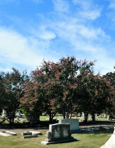 Inside Elmwood Cemetery / Andrea Zucker 