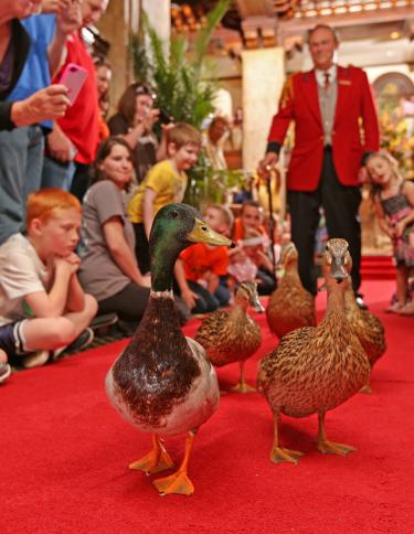 Peabody Duck March | The Peabody Memphis Peabody Duck March | The Peabody Memphis