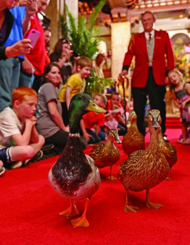 Peabody Duck March - Memphis