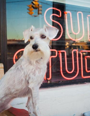 Dog at Sun Studio