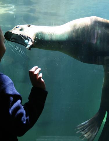 Sea Lion at the Memphis Zoo