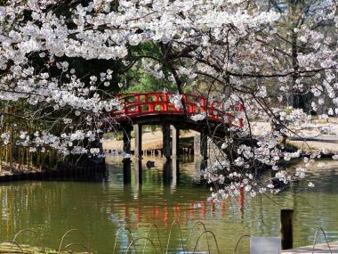 cherry blossom trees and bridge at Memphis Botanic Garden