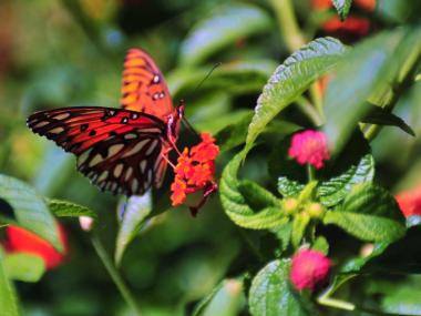 East Memphis Teaater