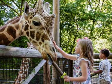 Giraffe Feeding at the Memphis Zoo