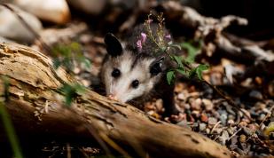 Possum - Lichterman - MoSH Photo