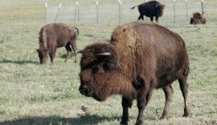 Buffalo at Shelby Farms Park. Photo by Baxter Buck. Photo