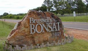 Brussel's Bonsai Sign - Brussel's Bonsai Photo
