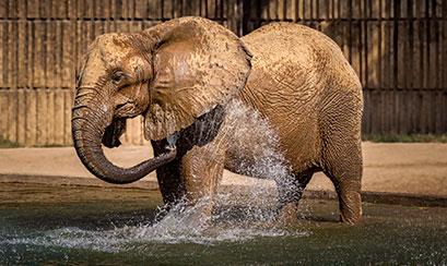 Elephant habitat at Memphis Zoo | Memphis Zoo