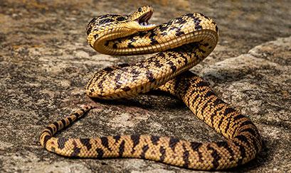 Snake | Memphis Zoo