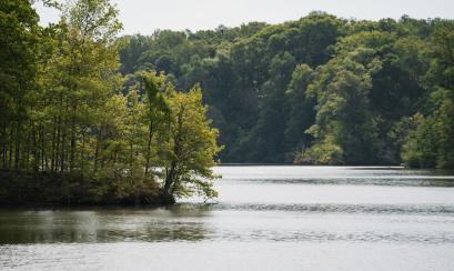 Poplar Tree Lake | Sean Fisher