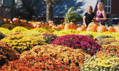 carnations with pumpkins in background
