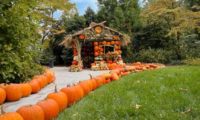 A row of pumpkins leading to a house made of pumpkins at Memphis' Dixon Gallery &amp; Gardens