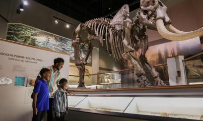 Memphis Museum of Science and History dinosaur