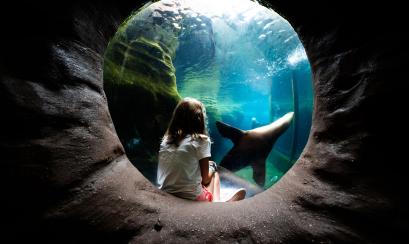 girl sits and watches sea lions at Memphis Zoo