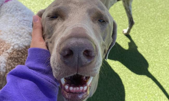 Dog getting pets in the outdoor area at PetSuites Collierville