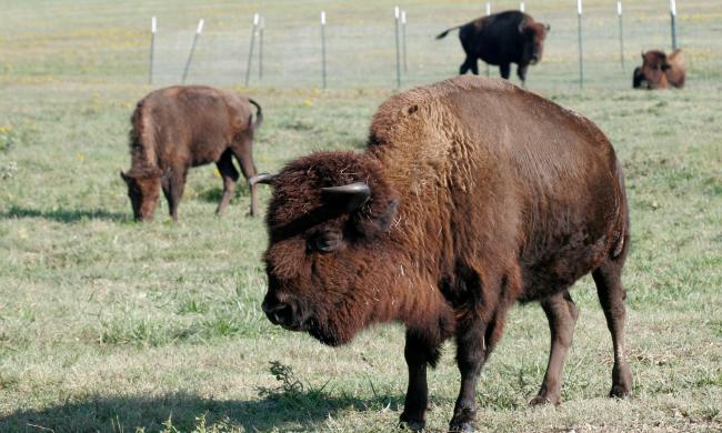 A herd of bison at Shelby Farms Park.