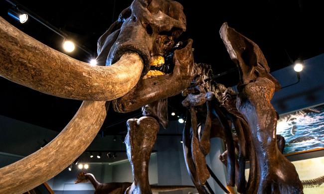 Mammoth fossil display at Pink Palace Museum &amp; Mansion.