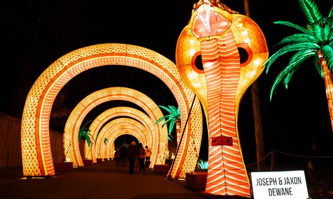 Memphis Zoo Lantern Festival -- giant snake head opens entrance to tunnel shaped as the snake's looping body