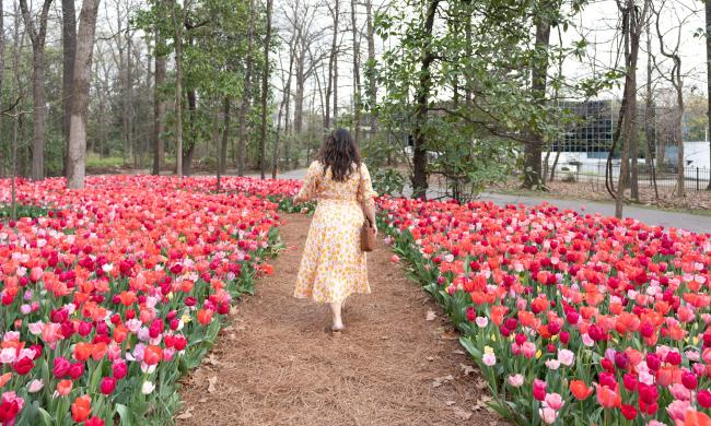 A woman walking through a garden of bright red and pink tulips at the Dixon Gallery and Gardens.
