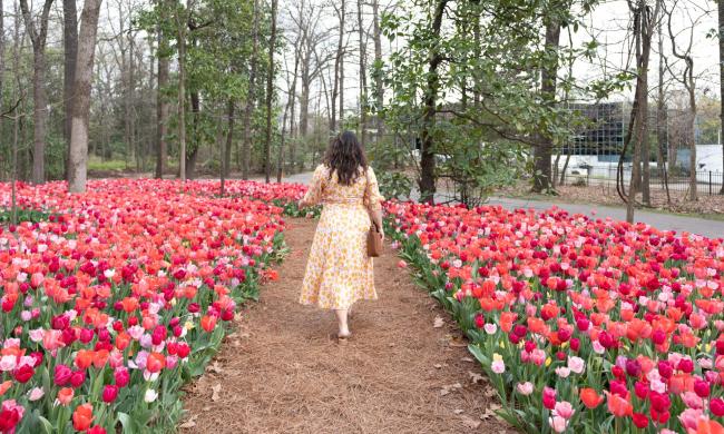 A woman walking through a garden of bright red and pink tulips at the Dixon Gallery and Gardens.