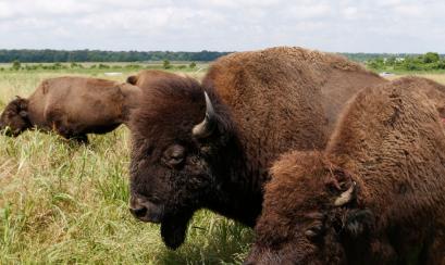 Buffalo at Shelby Farms Park. Photo Credit: Justin Fox Burks Buffalo at Shelby Farms Park. Photo Credit: Justin Fox Burks