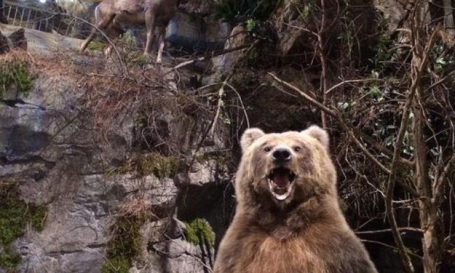 Bass Pro Shops Bear