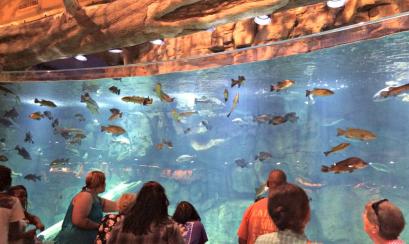 Fish at Bass Pro Shops, Memphis Fish at Bass Pro Shops, Memphis